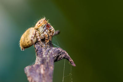 Selective focus of jumping spider on old tree branch, old wood in nature with nature background.