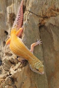 Close-up of lizard on rock