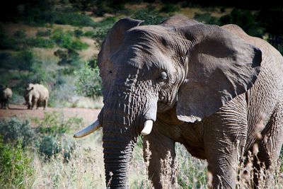 View of elephant