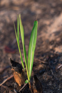 Close-up of plant growing on field