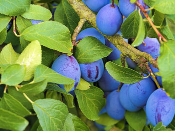 Close-up of fruits growing on plant