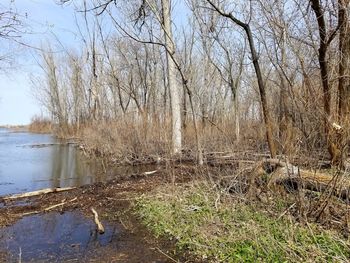 Bare tree in lake