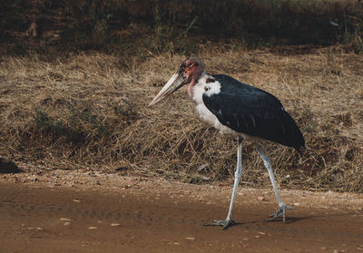 Bird on field