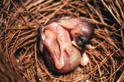 High angle view of bird in nest