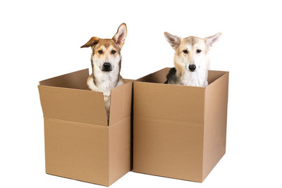 Portrait of a dog on the wall