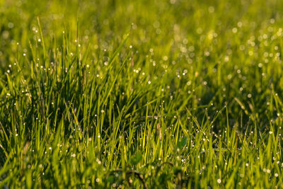 Close-up of wet grass on field