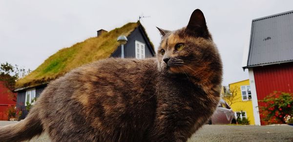 Close-up of cat against built structure