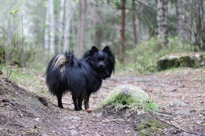 Dog in a forest