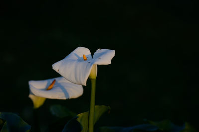 Close-up of white flowering plant against black background