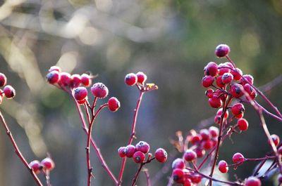 Close-up of red berries growing on tree