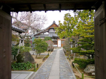 Narrow walkway along trees