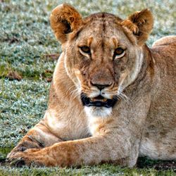 Portrait of lioness sitting on field