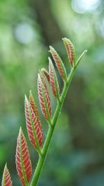 Close-up of plant growing on plant