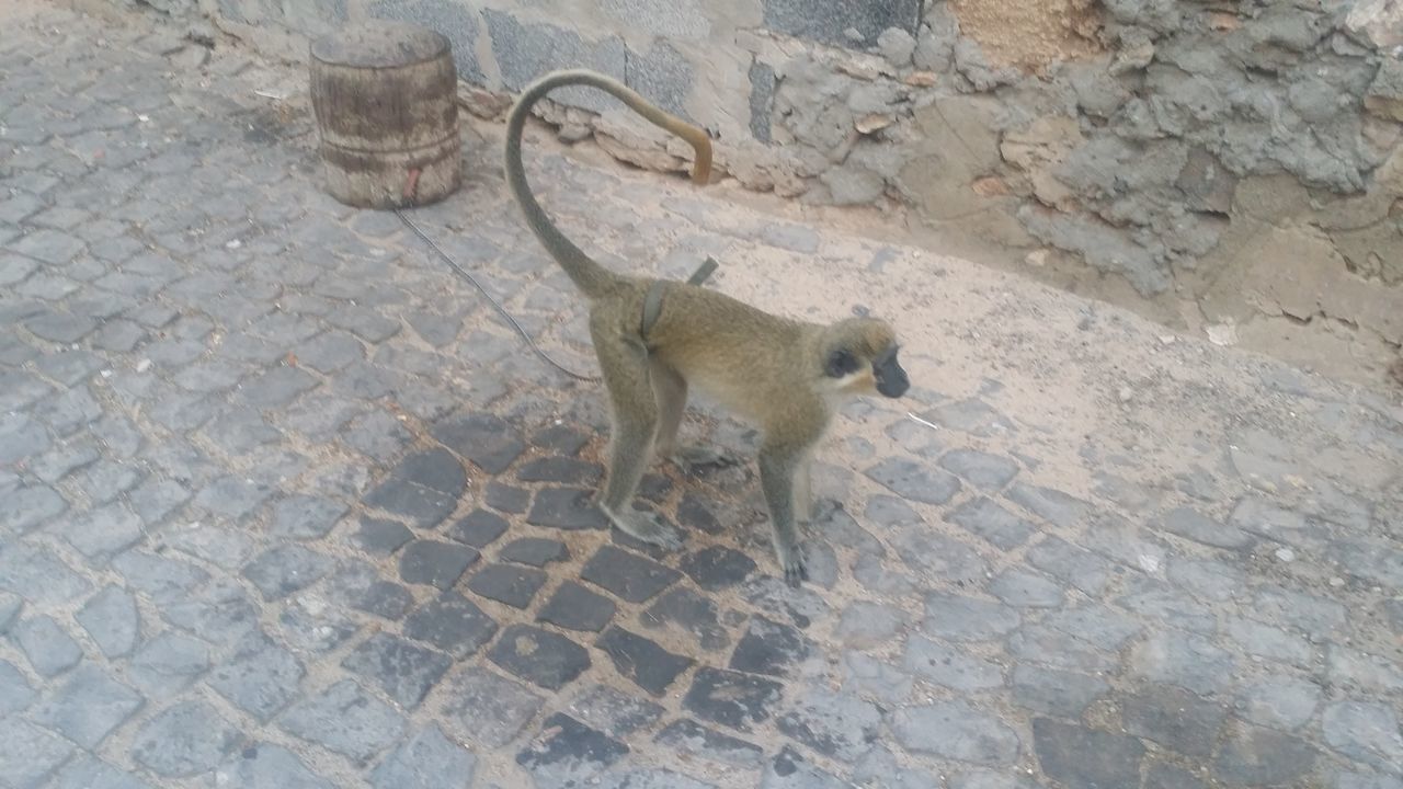 HIGH ANGLE VIEW OF DOG ON FOOTPATH BY COBBLESTONE