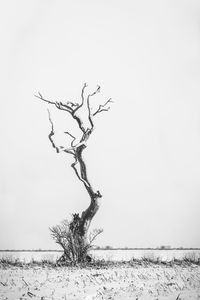 Bare tree against clear sky