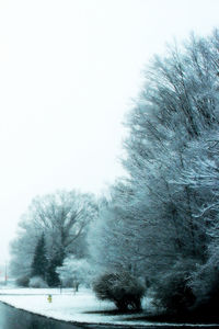 Bare trees in foggy weather