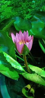 Close-up of lotus water lily