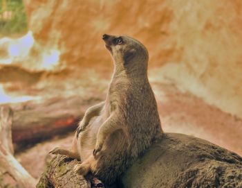 Side view of an animal on rock