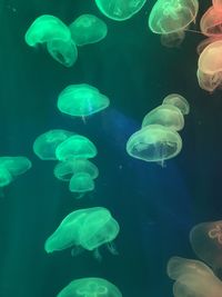 Jellyfish in aquarium