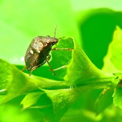 Close-up of insect on leaf