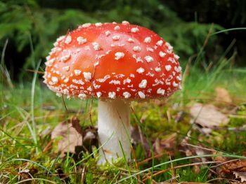 Close-up of fly agaric mushroom on field