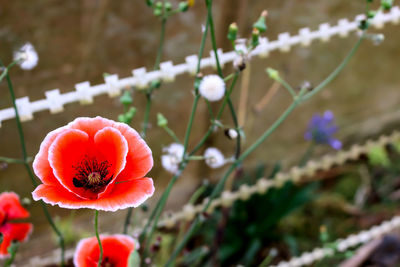 Close-up of red poppy growing on plant