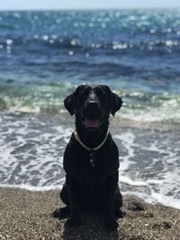Black dog at beach