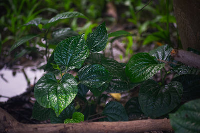plant
