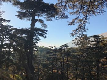 Low angle view of pine trees in forest against sky