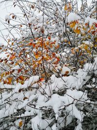 Snow covered tree during winter