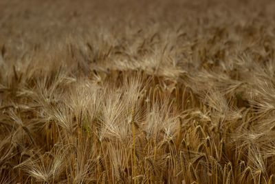 Full frame shot of wheat field