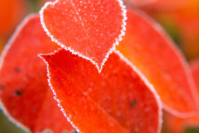 Beautiful red aronia leaves with a frosty edge. morning scenery in the garden. 