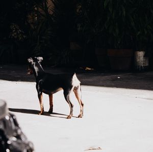 Close-up of dog