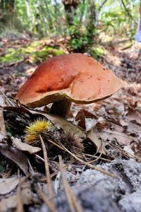 Close-up of fly agaric mushroom