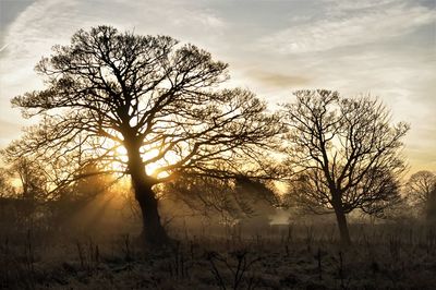 Silhouette bare trees on field against sky during sunset