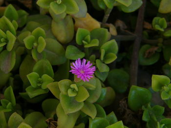 Close-up of pink flowers