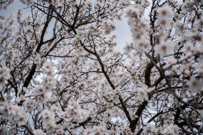 Low angle view of cherry blossom tree