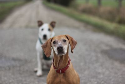 Portrait of dog