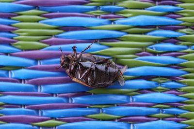 Closeup of dead cockroaches 