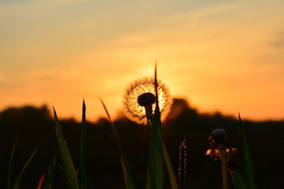 Close-up of dandelion against sky during sunset