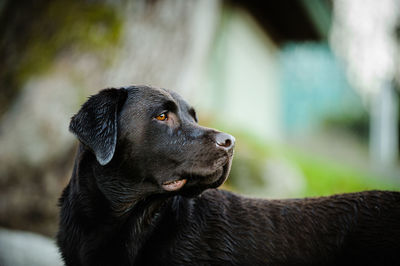 Close-up of black dog