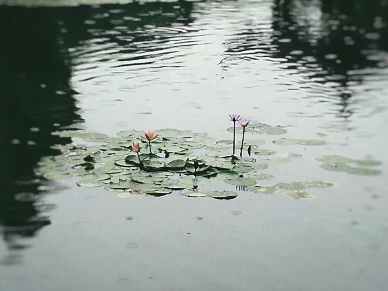 water, lake, floating on water, nature, reflection, no people, water lily, flower, beauty in nature, lily pad, day, petal, waterfront, outdoors, leaf, animal themes, animals in the wild, lotus water lily, bird, flower head