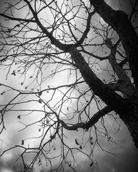 Low angle view of bare trees against sky