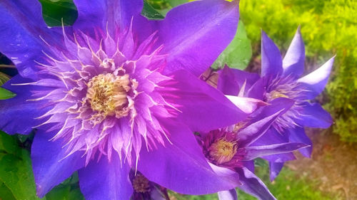 Close-up of purple flower