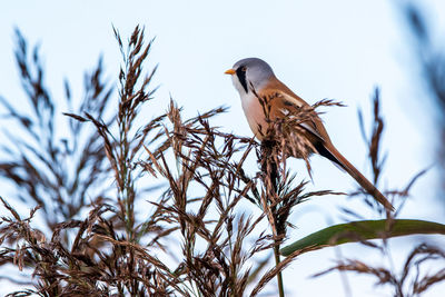 Low angle view of bird perching on tree