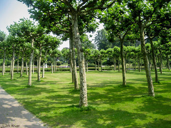 Trees on field against sky