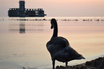 View of bird on beach