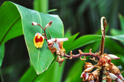 Close-up of insect pollinating on flower