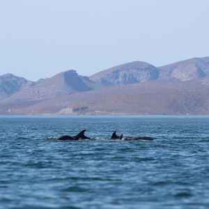 Dolphins at the sea