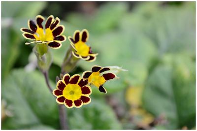 Close-up of yellow flowers blooming outdoors